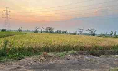 sawah strategis luas 2000m2 kedawung sragen