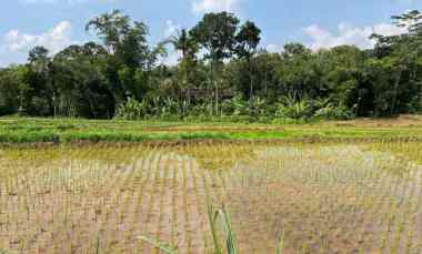 sawah subur 1500m utara pasar mojogedang karanganyar