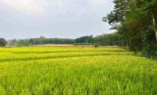 Sawah Timur Terminal Batujamus Karanganyar