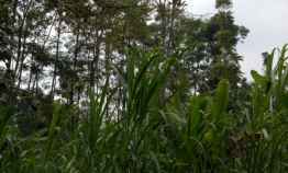 Tanah dekat Taman Dayu dan Tretes Strategis