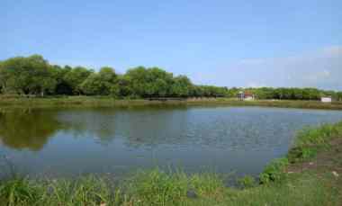 tambak ikan aktiv dan produktiv