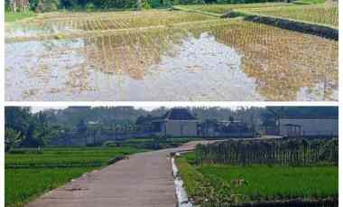 tanah 1500m2 dekat umbul jual cepat 375jt