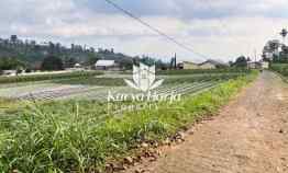 tanah 2200m2 dikelilingi kebun teh kemuning
