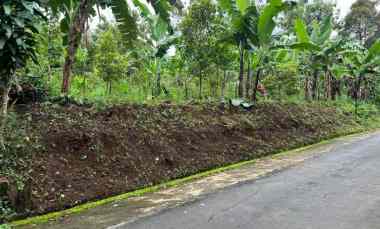 tanah 250 juta bonus pohon durian karanganyar