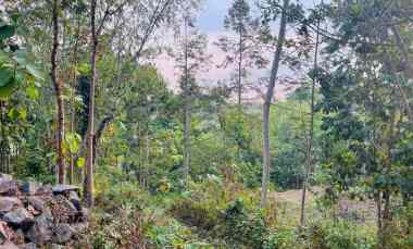 tanah 275 juta cocok untuk kebun matesih karanganyar