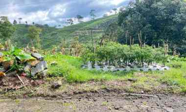 tanah 350jt view hamparan kebun teh kemuning
