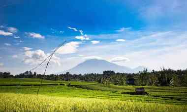 tanah 432m datar ngargoyoso view sawah