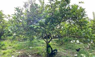 tanah 6670m kebun jambu siap panen sragen