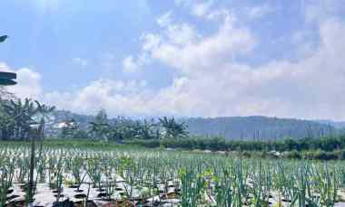 tanah 7000m cocok untuk wisata kebun buah