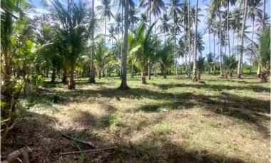 tanah 7060 m2 harga terjangkau cocok untuk perkebunan