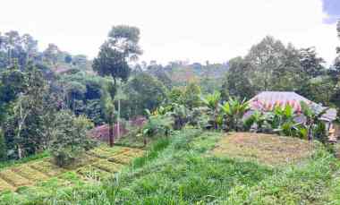tanah 800m cocok untuk kebun buah ngargoyoso