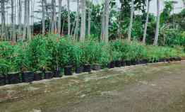 tanah barat pasar mojogedang