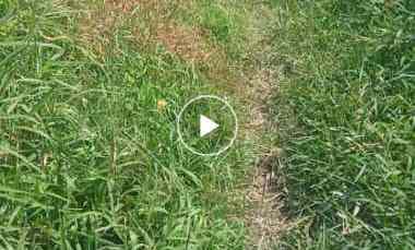 tanah bekas kolam diarea persawahan