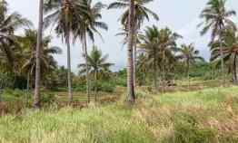 Tanah Dijual di Ciparahu Kec Panggarangan Kab Lebak Banten
