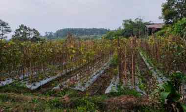 tanah datar 1365m2 karangpandan karanganyar