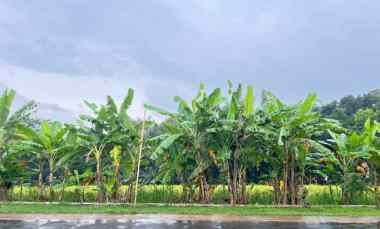 tanah datar 2885m2 siap bangun barat pasar mojogedang