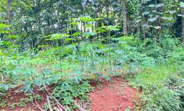 tanah datar 888m 280jt mojogedang karanganyar