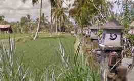 Tanah Datar Siap Bangun di Buahan Kaja Payangan Bali
