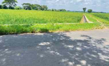 tanah datar subur 1430m kedawung sragen