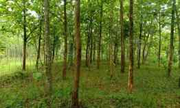 tanah desa kerjo karanganyar