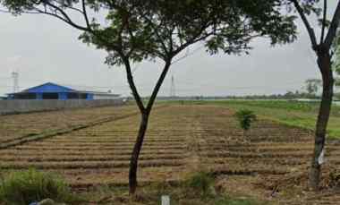 tanah di brebes cocok untuk gudang