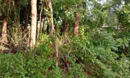 Tanah di jl. Kaliurang, Dusun Ngebo, Luas 902 m2