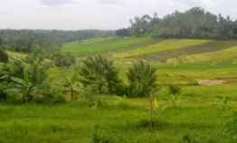 Tanah Dijual 8000 m2 View Sawah di Selemadeg Tabanan Bali