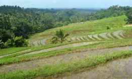 Tanah Murah View Cantik 76 are di Gunung Salak Selemadeg Tabanan Bali
