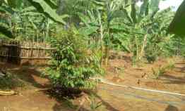 Kebun Durian Siap Panen di Rogoselo Doro Kab Pekalongan