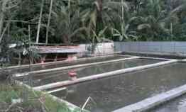 Tanah Balong Rumah di Cidahu Kuningan