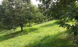 Kebun Durian Produktif 2.5 Hektar Karanganyar