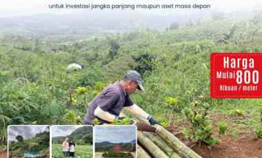 Tanah Kavling Kebun di Sukaresmi Cianjur