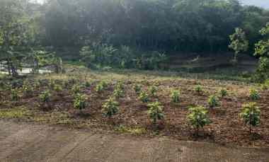 tanah kebun alpukat 1517m 250jt kerjo karanganyar