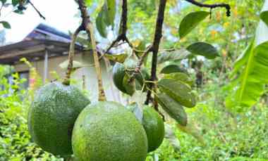 tanah kebun alpukat siap panen 800m kerjo karanganyar