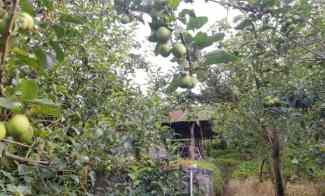 Tanah Kebun Apel Luas dan Murah Cocok untuk Investasi