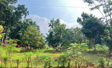 Tanah Kebun Buah Subur 1000m2 Mojogedang, Karanganyar