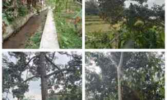 Tanah Kebun Daerah Sagalaherang Subang Jawa Barat