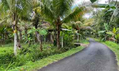 tanah kebun di selemadeg dengan view sawah dan sunrise
