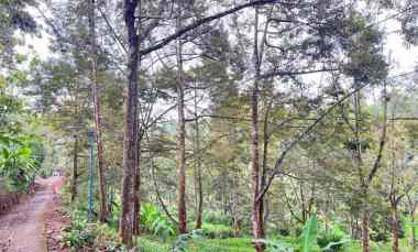 tanah kebun durian 8594m siap panen karanganyar