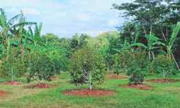 Tanah Kebun Durian Datar Karanganyar