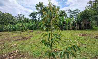tanah kebun durian premium musangking bawor duri hitam