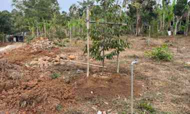 tanah kebun durian strategis di tamansari kerjo