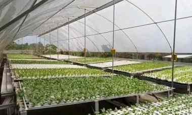 tanah kebun hidroponik investasi kebun sayuran bogor