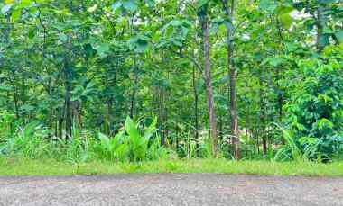 tanah kebun jati 1517m karanganyar