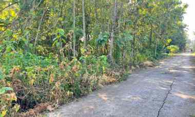 tanah kebun jati 944m dekat sman 1 plupuh sragen
