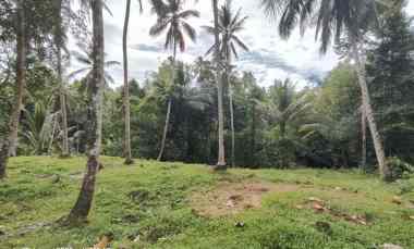 tanah kebun kelapa di selemadeg tabanan bali
