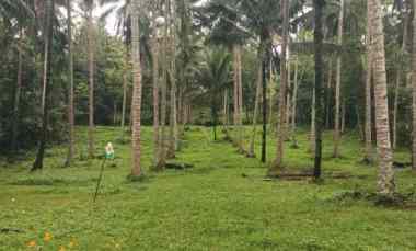 tanah kebun kelapa di selemadeg tabanan bali
