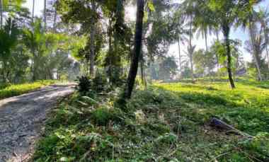 tanah kebun kelapa di selemadeg tabanan bali