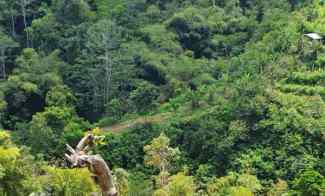 Tanah Kebun View Jungle di Kintamani Bali