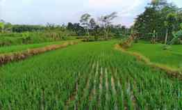 Jual Tanah Sawah 1500m Parit Karangpelem Kedawung Sragen